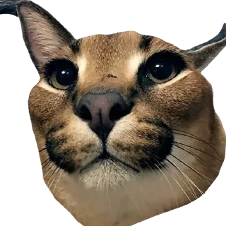 🤨 emoji Большой Шлепа @trafslybot Telegram sticker 23 of 25