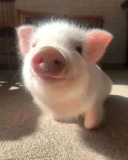 🐖 emoji pets @mytorments Telegram sticker 22 of 57