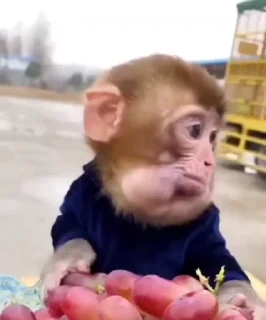 🌟 emoji 🐒 Growing Monkey Telegram sticker 9 of 18