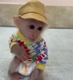 🌟 emoji 🐒 Growing Monkey Telegram sticker 14 of 18