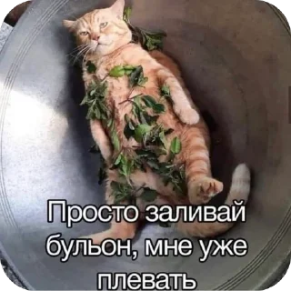 Sticker from Котики на все случаи