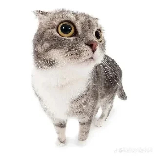 Sticker from котята собачки