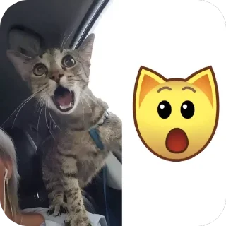 🫥 emoji котеки сабачке Telegram sticker 18 of 70