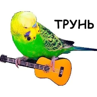 🌟 emoji ахуенни птицы от йеши
@kittcat Telegram sticker 15 of 19