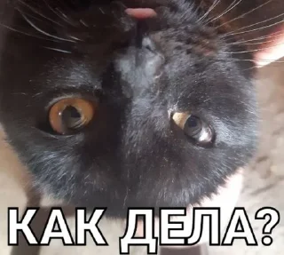 😌 emoji Басик Шелби Telegram sticker 5 of 14