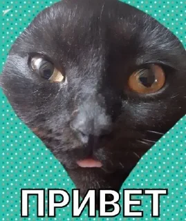 Sticker from Басик Шелби