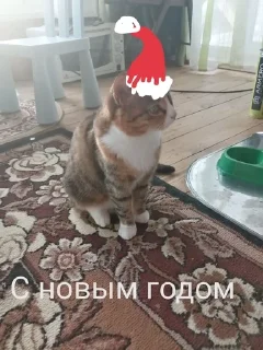🎄 emoji Милые киски и собачка Telegram sticker 20 of 46