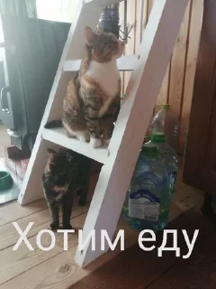 🍗 emoji Милые киски и собачка Telegram sticker 18 of 46