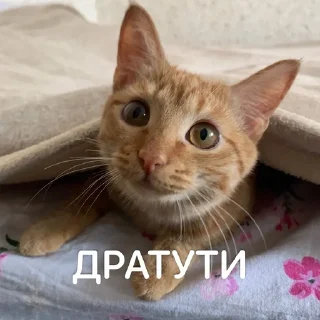 👋 emoji Ириска Telegram sticker 14 of 24
