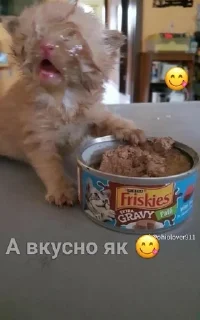 Sticker from ❤️Котеечки-Ван-Лав❤️