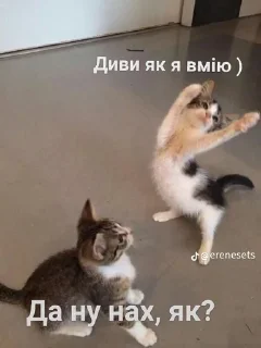 💃 emoji ❤️Котеечки-Ван-Лав❤️ Telegram sticker 21 of 47