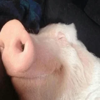 🐷 emoji мега набор мемов Telegram sticker 8 of 62