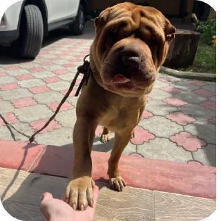 😋 emoji Arrnik Telegram sticker 24 of 45