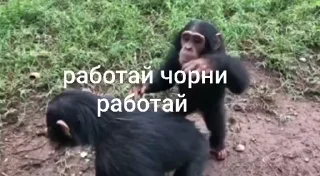 😤 emoji Брад бибизяна              @stickers_grenka Telegram sticker 18 of 27