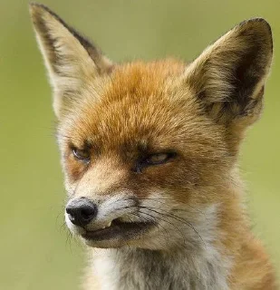 🦊 emoji лисятки Telegram sticker 13 of 19