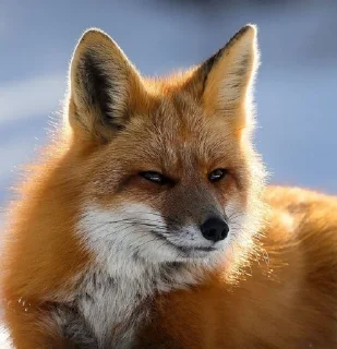 🦊 emoji лисятки Telegram sticker 11 of 19