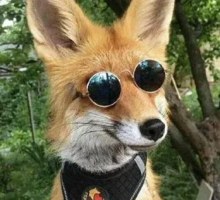 🦊 emoji лисятки Telegram sticker 4 of 19