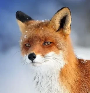 🦊 emoji лисятки Telegram sticker 19 of 19