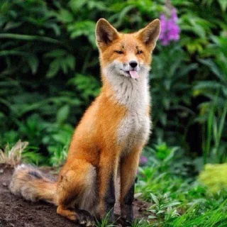 🦊 emoji лисятки Telegram sticker 6 of 19