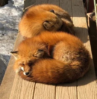 🦊 emoji лисятки Telegram sticker 8 of 19