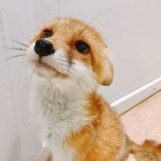 🦊 emoji лисятки Telegram sticker 18 of 19