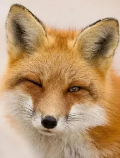 🦊 emoji лисятки Telegram sticker 10 of 19
