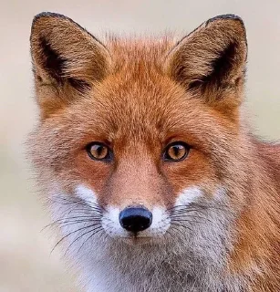🦊 emoji лисятки Telegram sticker 2 of 19