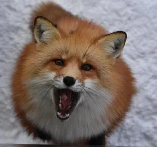 🦊 emoji лисятки Telegram sticker 12 of 19