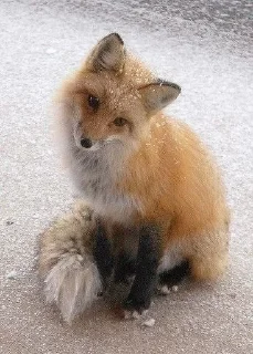 Sticker from Фенеки и лисички🦊