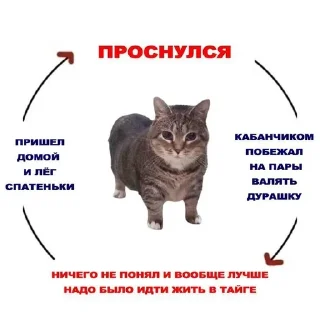 🌟 emoji студентокоты Telegram sticker 17 of 87