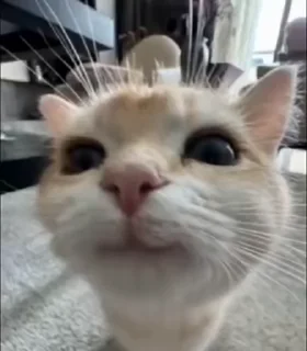 🙂 emoji @hey_893 kotiki 😻 cats Telegram sticker 8 of 109