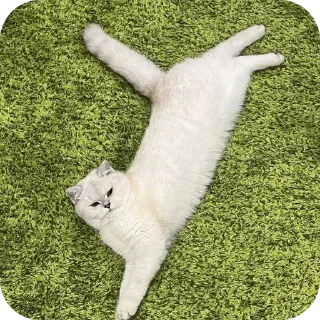 🐶 emoji Рыся #Uley Telegram sticker 13 of 16
