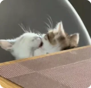 💋 emoji котикиии💞 Telegram sticker 22 of 31