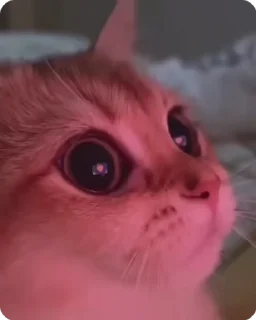 ❤️ emoji котикиии💞 Telegram sticker 15 of 31