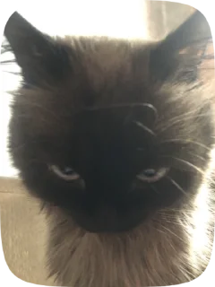 😡 emoji ЗД ВСЕМ Telegram sticker 10 of 36
