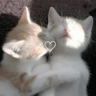 💋 emoji котики Telegram sticker 8 of 16