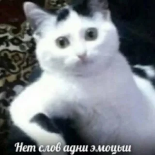🙀 emoji Мемная история | @folderformems Telegram sticker 18 of 95