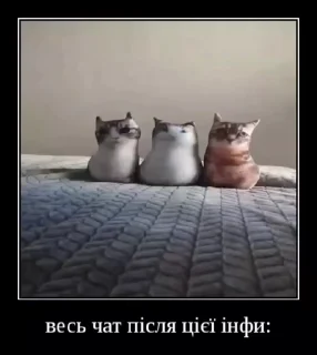 🐈 emoji Українські котики @k_ua_s Telegram sticker 14 of 79