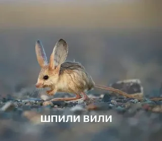 😏 emoji я тебя люблю Telegram sticker 22 of 34