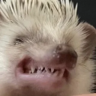 😡 emoji Ёжик Telegram sticker 6 of 9