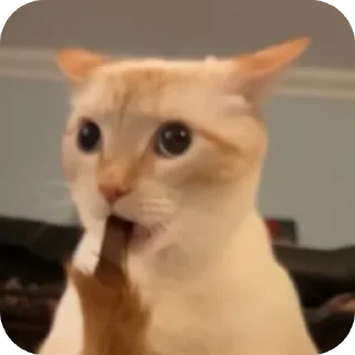 🐱 emoji Мимими!!! Telegram sticker 15 of 37