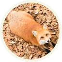 ☺️ emoji 🦊 Лисы @lennysticker Telegram sticker 3 of 38