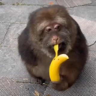 🍌 emoji Мавпочкии Telegram sticker 24 of 110