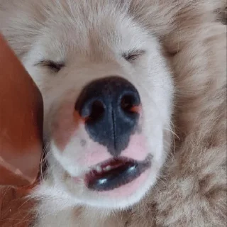 😴 emoji виталик Telegram sticker 14 of 15