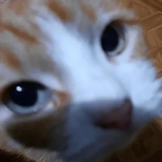 😳 emoji виталик Telegram sticker 5 of 15
