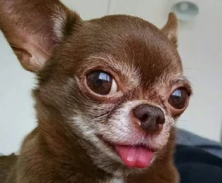 😝 emoji Чихуяхуя Telegram sticker 12 of 44