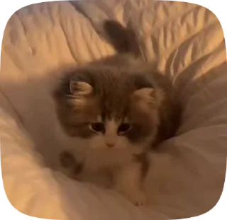 🐈 emoji Kittyy Telegram sticker 9 of 46