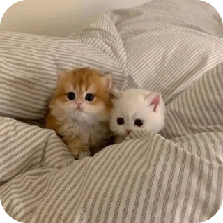 🐱 emoji Котенки @djieo @korpups Telegram sticker 9 of 80