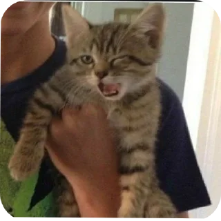 😉 emoji Котенки @djieo @korpups Telegram sticker 22 of 80