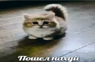 🌟 emoji похуй t.me/youpzshit Telegram sticker 9 of 16